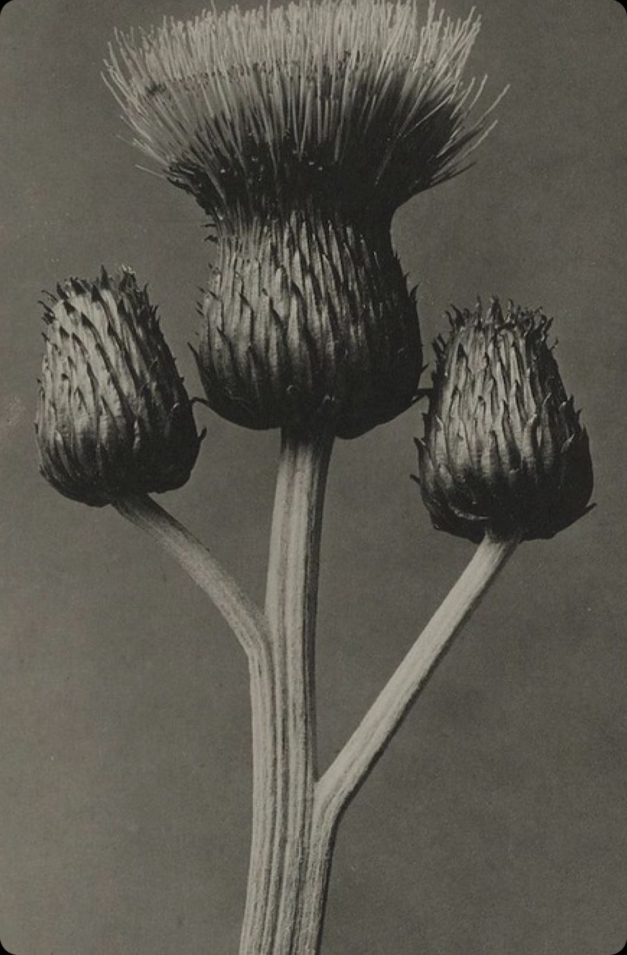 Karl Blossfeldt photograph of thistle heads